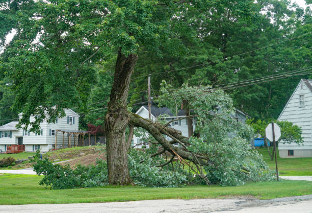 Best Tree and Shrub Care  in USA